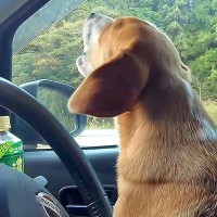 車で『乃木坂46』を流すと大熱唱する犬→途中で曲を止めると…まるで人間のような『シュールな光景』が32万再生「可愛すぎ」「止まったｗ」