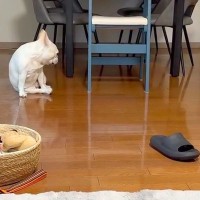 息子とテレビ電話中に『回転して』と会話していたら、こっそり聞いていた犬が勘違いして…『まさかの光景』が219万再生「可愛くて悶絶」「天才」