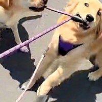 『絶対に帰りたくない大型犬』VS『帰りたい大型犬』お互いの意見が食い違った『まさかの攻防戦』に爆笑「カオスで草」「2匹で散歩行けそうｗ」