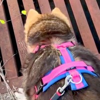 犬の散歩中、『助けて』と言っているような小さな鳴き声が聞こえて…水路の中で見つけた『正体』と結末が36万再生「見守ってる」「素晴らしい」