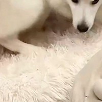 お散歩と見せかけて『病院の予防接種』に連れていかれた犬→帰宅後…想定以上の『ブチギレ』に4万いいね「くそーー！って感じｗ」「ご乱心で草」