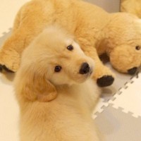 赤ちゃん犬にあげた『ワンコのぬいぐるみ』→3年後、久しぶりに出してあげたら…可愛すぎる現在に反響「どっちも可愛い」「立派に成長したね」