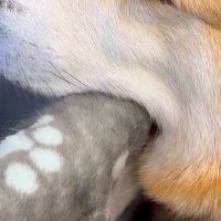 病院で診察待ちをする犬→『緊張してしまうかな』と思ったら…まさかの『肝が据わりすぎている光景』に3万いいね「おっさんで草」「いいイビキｗ」
