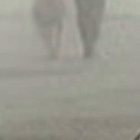 『出会ってはいけない…』超大型犬と散歩する女性→濃霧に包まれてしまい…まさかの『ホラーのような一枚』に8万いいね「サイレントヒルで草」