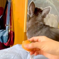 『ボールを投げたフリ』をした結果→毎回犬が騙されて…感情豊かすぎる『芸人顔負けの表情』に爆笑「超可愛いｗｗ」「なぬ！って顔たまらん」