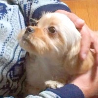 お父さんが亡くなる前日、『帰るよ』と言っても犬が離れようとせずに…涙が止まらない『最期の記録』に反響「なにか感じてたのかな」「泣いた」