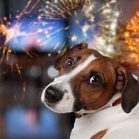 犬にとって『居心地が悪い』場所4つ　愛犬に安心してくつろいでもらうために意識すべきポイントとは？