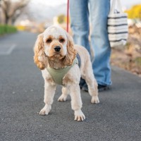 犬が散歩中によくする行動4つ　ワンコがやりがちなあるある行為や注意点まで解説