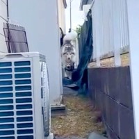 超大型犬と柴犬に『おいで』と言った結果→狭い通路を通ってきて…『まさかのハプニング』が136万再生「サイズ差がｗ」「洗車機みたいで草」
