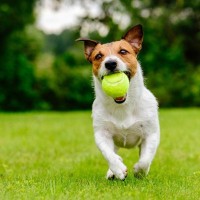 すぐに『興奮してしまう』犬種4選　元気すぎるワンコの共通点やおとなしくしてほしい場合の対処法まで