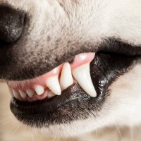犬の『歯』が折れてしまったら…やってはいけないNG行為や治療法まで
