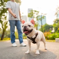 犬にとって『最適な散歩コース』とは？ルート選びのポイントや安全かどうかを判断する方法まで
