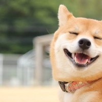 犬の『表情』から読み取る4つの気持ち　嬉しいときの顔つきとは？本音を知るコツまで