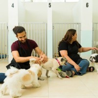 獣医師が解説！犬の幼稚園に通う前に知っておきたい「4つのタイプ」