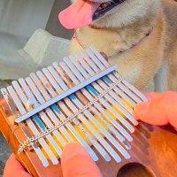 プロのカリンバ奏者が『犬の呼吸を聞いた』結果→おもむろに楽器を取り出して…シュールすぎる光景に4万いいね「続きを…！」「メトロノームで草」