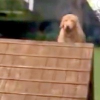 投げたボールを拾った大型犬→『咥えて戻ってくるかな』と思ったら…まさかの『ずる賢すぎる光景』に爆笑「頭良くてビックリｗ」「遊びの天才」