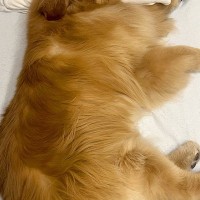 夫のために布団を敷いた結果→なぜか『大型犬』が枕まで使って…まるで『人間のような光景』に反響「中に人入ってるでしょｗ」「パーフェクト」