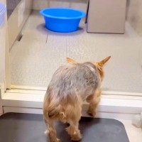 お風呂が嫌いな犬→『でも、褒められたい』と一生懸命に頑張って…泣けるほど愛おしい光景が68万再生「お利口すぎる」「愛情ですね」「感動した」
