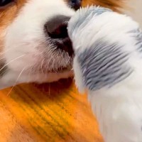 10歳のお年寄りインコが『犬にノリノリで喋った』結果→目をキラキラ輝かせて…種族を超えた『素敵な交流』が49万再生「本当に可愛すぎる」