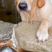 温泉に『大型犬が入った』結果→お湯で背中を流してあげると、顔が…思わず二度見する『人間すぎる表情』が39万再生「くつろぎすぎてて草」