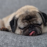 犬が『いびき』をかく原因7選　放っておいて大丈夫？病気の可能性や受診の目安まで