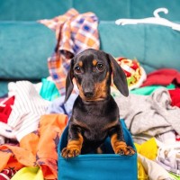 犬に『洋服』って着せた方がいいの？メリット・デメリットとは？スムーズに着用させるコツまで