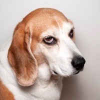 犬が『不機嫌』なときにみせるサイン4つ　ふてくされた態度をみせる理由や飼い主がすべき対応まで