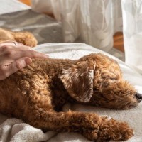 犬が亡くなる前にあらわれる兆候7選　死期が近づいてきたときにみせる行動とは？