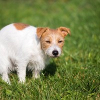 犬が『ウンチ』をしているときにみせる行動5選　安心して排泄させる方法とは？注意すべきサインまで