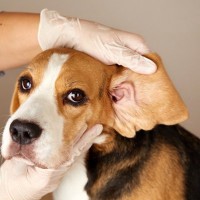 犬の『体臭』がキツイと感じる原因3つ　今日からできるニオイ対策や病気の可能性まで