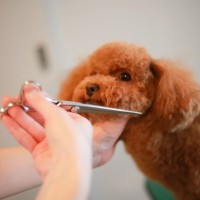 『犬に関わる仕事』年収はどのくらいなの？資格は必要？主な職種や事前に知っておきたいことまで