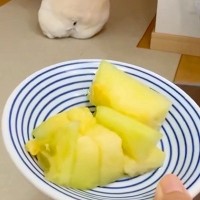 暑い日、お散歩に行けなくて悲しむ犬→大好物の『メロン』を差し出すと…人間の子供のような拗ね方が36万再生「哀愁がｗ」「背中で語ってて草」