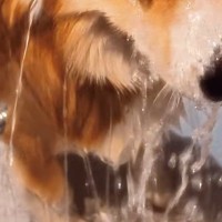 『シャンプーする』と告げられ、ブチギレる犬→それでも連行されてしまい…すべてを悟った『哀愁漂う表情』が12万再生「爆笑ｗｗ」「顔が最高」