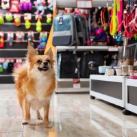 お金をかけなくていい『犬用品』7選　節約のためにできる工夫や注意点まで解説