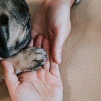 指示なしで犬が『オテ』をする5つの理由　愛犬がタッチしてくる主な心理や適切な対応まで