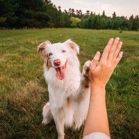 犬が『心を開きやすい人』の特徴5選　愛犬から信頼される飼い主の共通点とは？