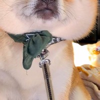 『車から絶対に降りたくない』と訴える犬→降ろそうとしたら、顔面が…もはや別の犬すぎる『表情』が34万再生「大爆笑した」「拒否柴代表の顔」