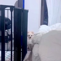 外せない用事があり『友人に自宅の犬のお世話をお願いした』結果→様子を撮影してくれて…思っていたのと違う反応が29万再生「表情ｗ」「可愛い」