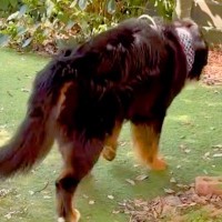 大型犬が亡くなる前日、なぜか『お庭』に出たがって…涙腺崩壊する『最期の行動』と『家族愛に溢れた記録』が113万再生「全うした」「生きた証」