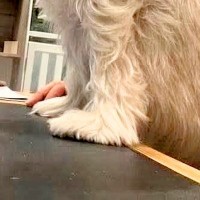 犬を預けたペットホテルから送れらてきた写真→『寂しがってないかな』と見てみたら…まさかの光景に5万いいね「たくましくて草」「えぐいｗ」