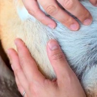 人間の赤ちゃんと同じように、犬を『抱っこでトントン』した結果→顔を見ると…『まさかの表情』に5万いいね「なんて安らかｗ」「たまらない」