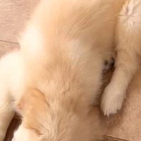 天使のような姿で寝ている赤ちゃん犬→2年後、大きく成長した結果…あまりにも愛おしい『まさかの現在』に爆笑「どっちも可愛すぎ」「癒された」