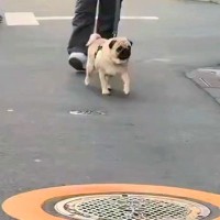 散歩中、偶然ママに遭遇したら犬は気付くか？検証した結果→目の前でジーっと見つめて…まさかの反応が250万再生「可愛い」「あれ？って顔ｗ」