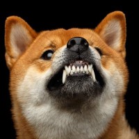 犬を落ち着かせる『便利グッズ』5つ　愛犬におとなしくしてほしいときに使えるアイテムとは？