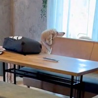 『ママが出かけてしまった』と慌てる大型犬→後ろから『いるよ』と声をかけた結果…気付いた瞬間の『反応』が22万再生「きまずくて草」「可愛い」