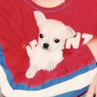 幼稚園から高校生まで、相棒のように一緒に育った犬→突然の別れが訪れ…一生色あせない『12年間の記憶』に感動「涙が止まらん」「大号泣した」