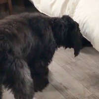 寝室のベッド下から出てきた『黒いなにか』→犬が確認した結果…まさかの『腰が抜けてしまう光景』に「びっくりしてて可愛いｗ」「笑った」と反響