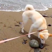 車に乗り『初めての海』に来た犬→背後から『波が押し寄せてきた』結果…喜ぶと思いきや『まさかの反応』に「可愛いｗ」「ワクワク溢れてる」の声