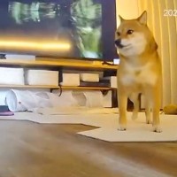 『熊本地震』発生時、留守番していた臆病な犬と猫→『怖がってしまう』と思いきや…カメラが捉えた『まさかの光景』が393万再生「号泣した…」