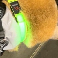 雨の日、犬のレインコート代わりに『お米の袋』を着せてみた結果→あまりにも似合っている光景に反響「丈がちょうどよくて草」「たべざかりｗ」